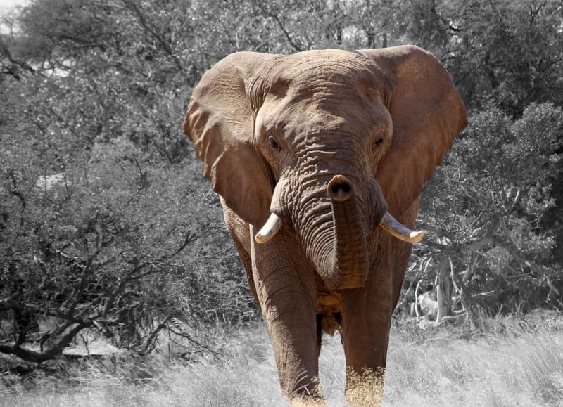 gajah, hewan terkuat di dunia
