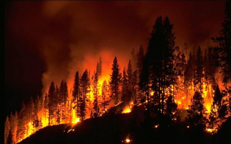 bencana kebakaran hutan