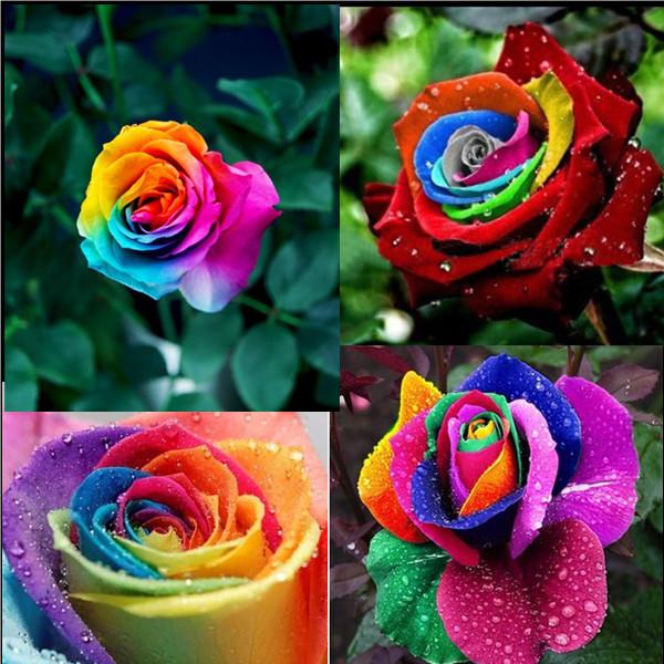 Gambar Bunga Mawar unik