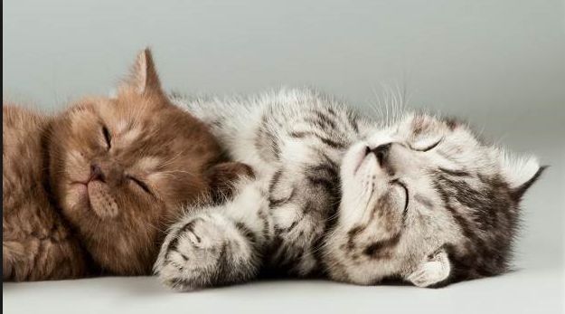 Gambar Kucing Tidur