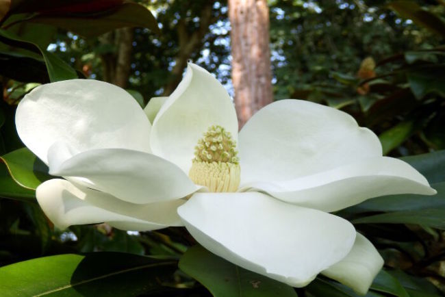 Bunga Magnolia, Bunga yang indah