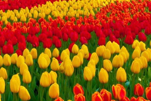 Gambar bunga cantik Tulip