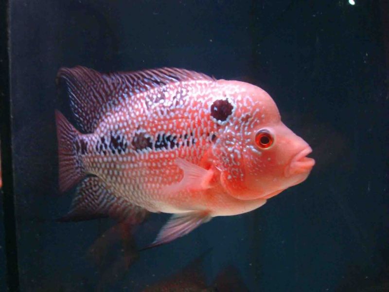 9 Jenis Ikan  Hias  Louhan Lengkap Beserta Gambar  dan Foto 