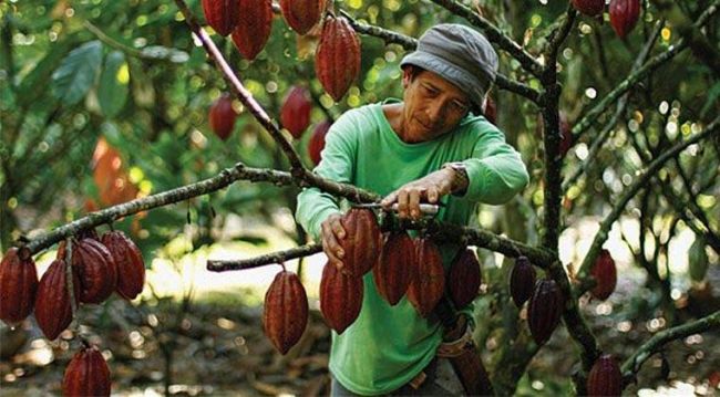 Cara Pengolahan Buah kakao Menjadi Biji Kakao