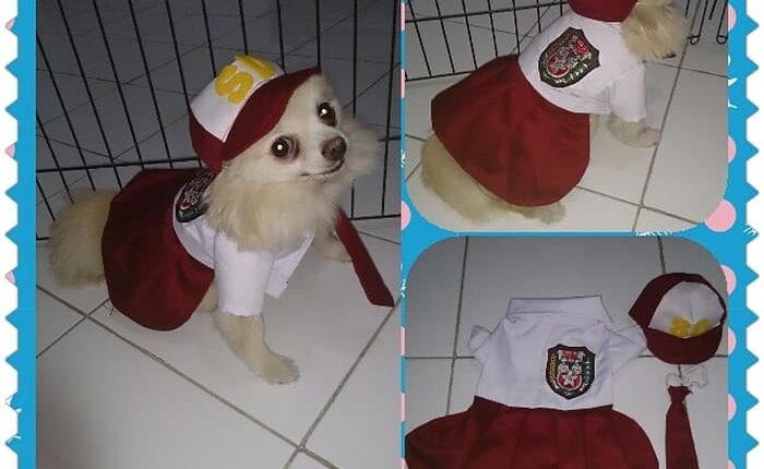 Gambar Anjing Akan Pergi Sekolah  