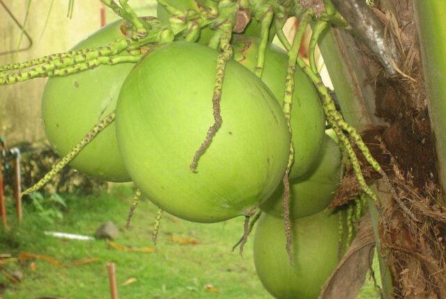 manfaat air kelapa hijau